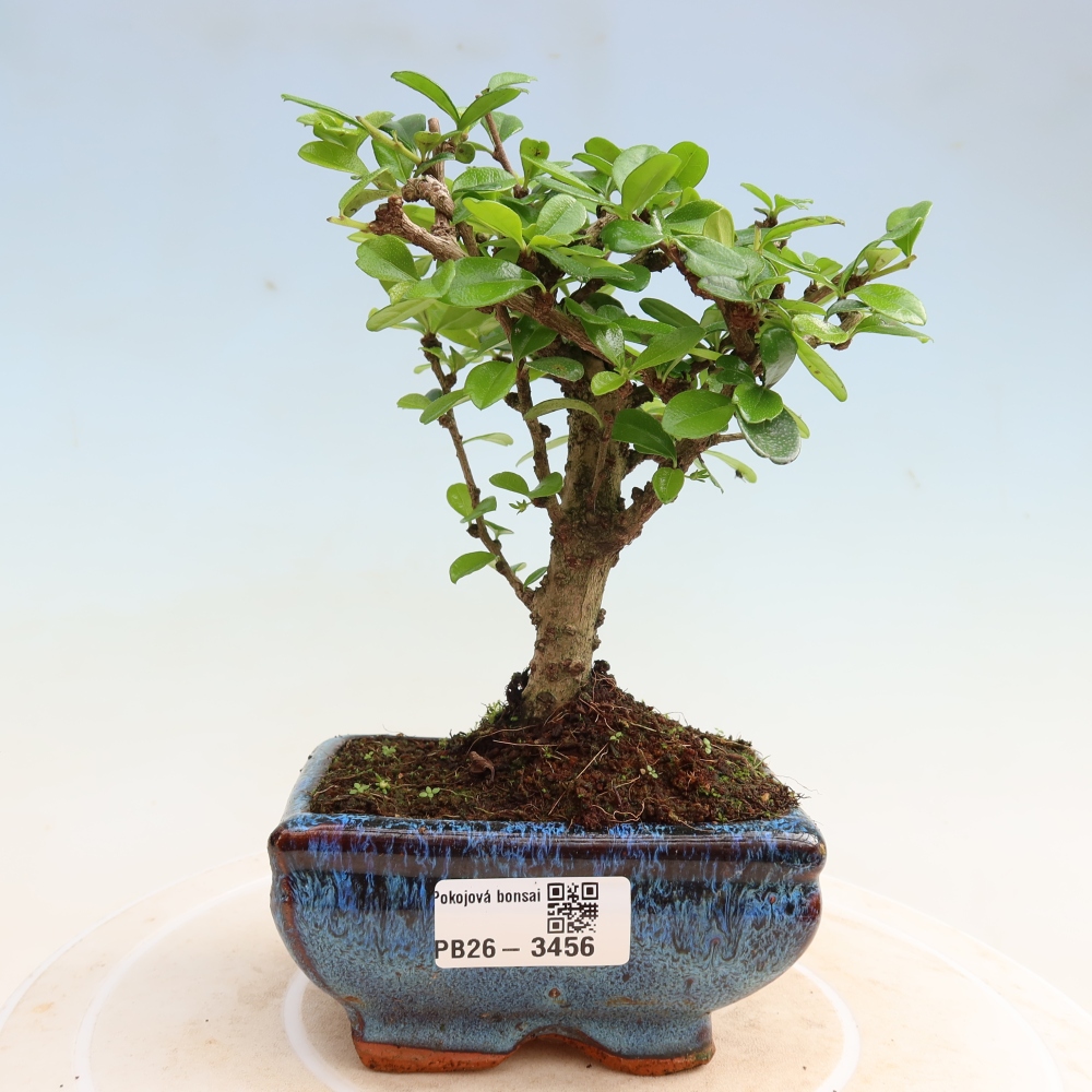 Bonsaï de chambre - Carmona macrophylla - Tea fuki