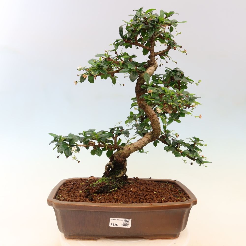 Bonsaï de chambre - Carmona macrophylla - Tea fuki