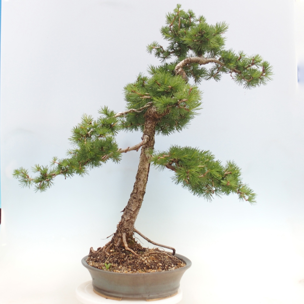 Bonsaï d'extérieur -Larix decidua - Mélèze