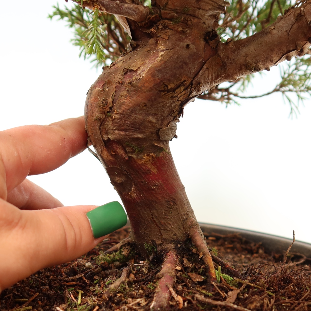 Bonsaï d'extérieur - Juniperus chinensis Itoigawa-Juniperus chinensis