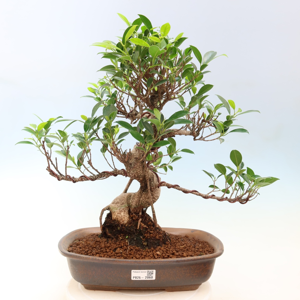 Salle bonsaï - Ficus kimmen - ficus à petites feuilles