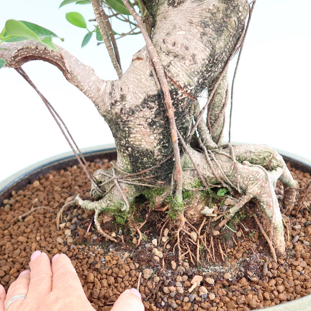 Salle bonsaï - Ficus kimmen - ficus à petites feuilles