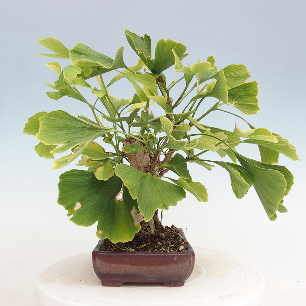 Bonsaïs d'extérieur - Ginkgo biloba - Ginkgo biloba