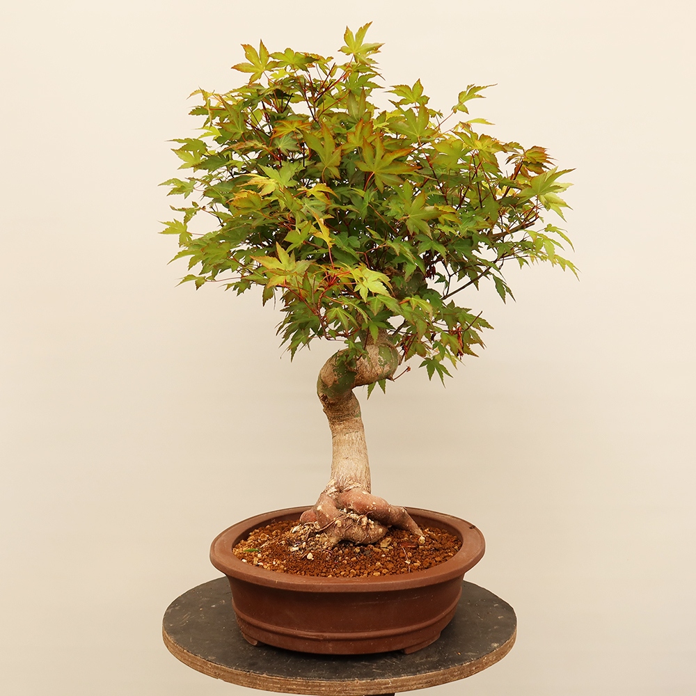 Bonsaïs d'extérieur - Maple palmatum - Palmiers