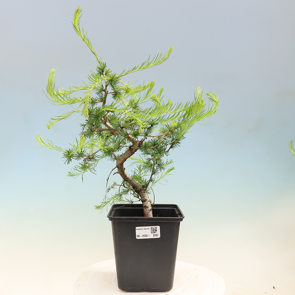 Bonsaï d'extérieur -Larix decidua - Mélèze