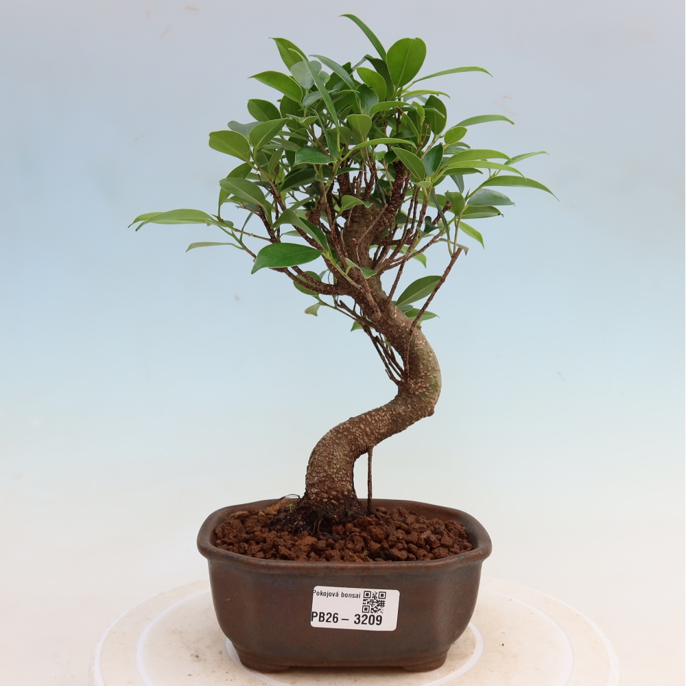Salle bonsaï - Ficus kimmen - ficus à petites feuilles