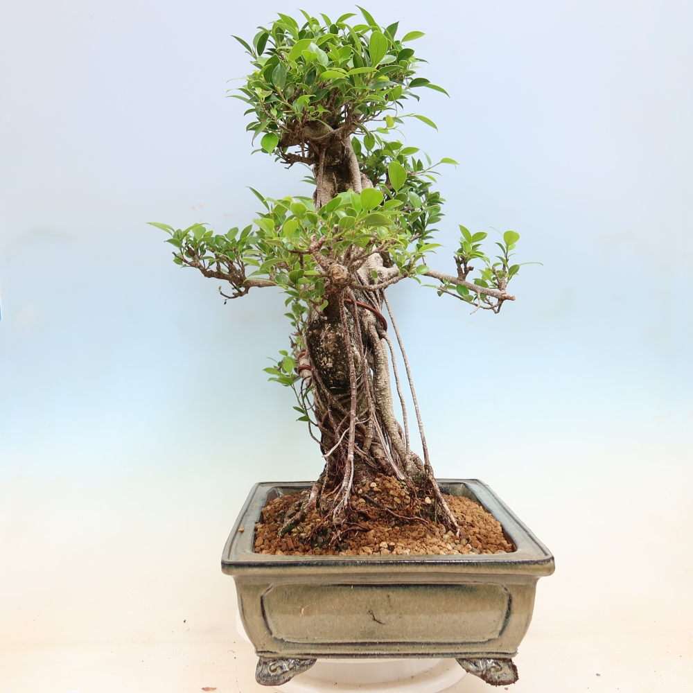 Salle bonsaï - Ficus kimmen - ficus à petites feuilles