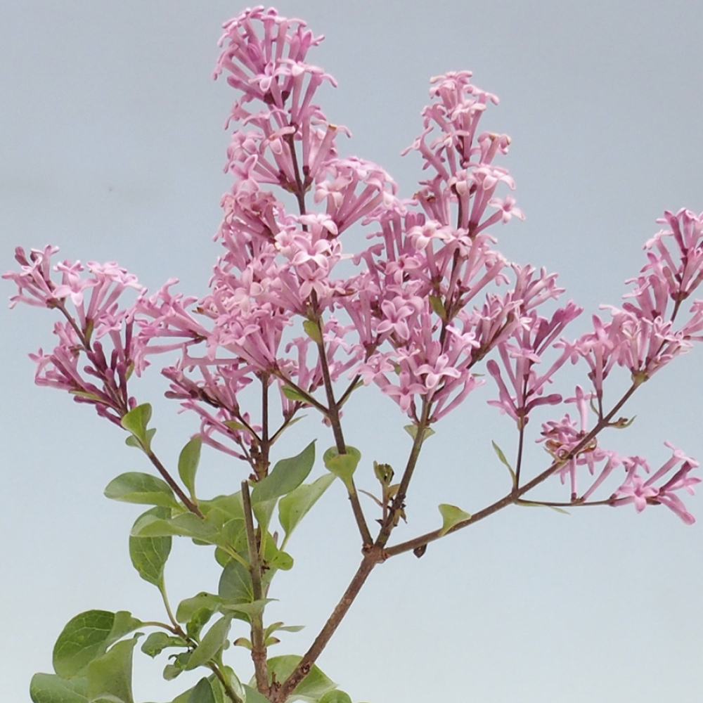 Bonsaï d'extérieur - Syringa microphylla - lilas à petites fleurs