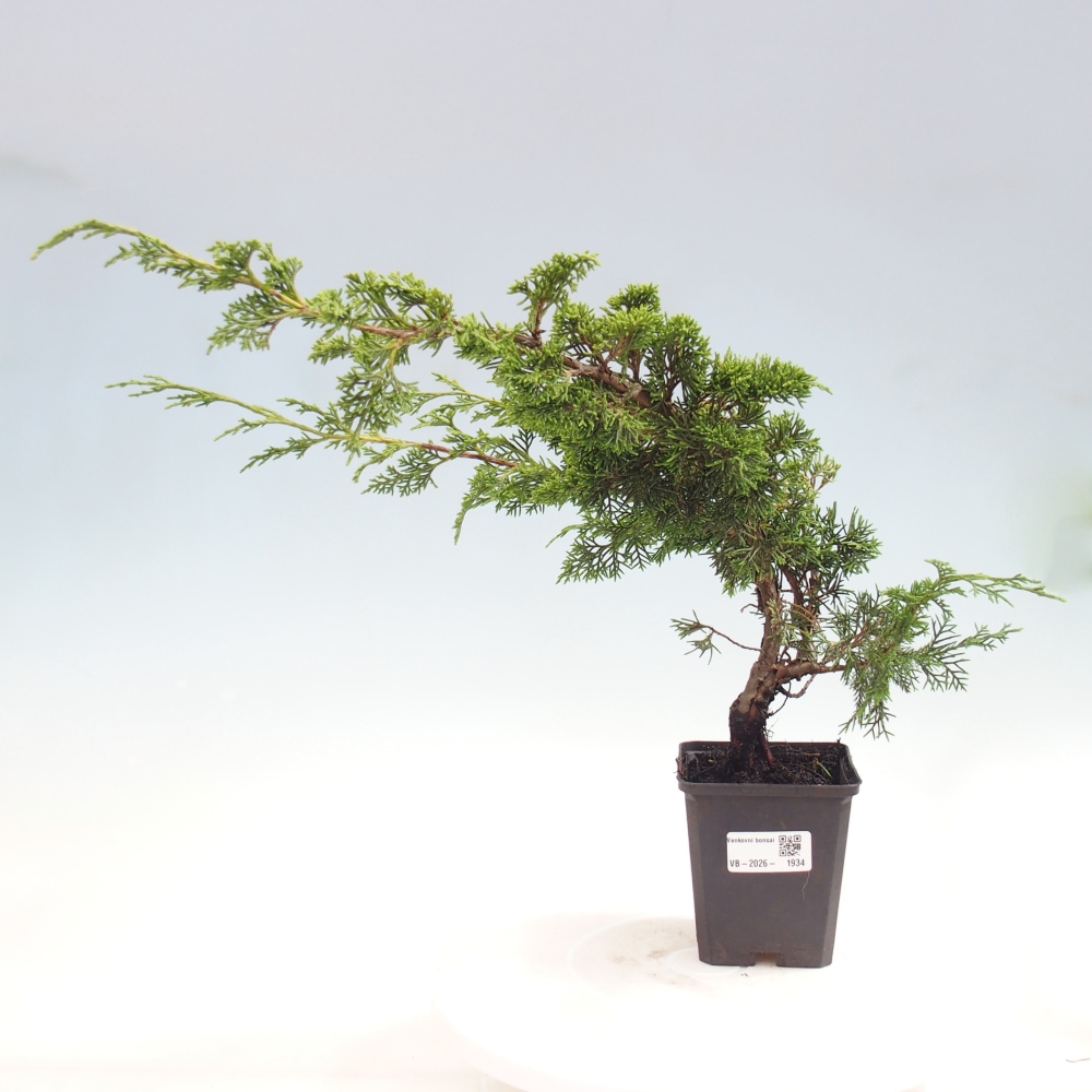 Bonsaï d'extérieur - Juniperus chinensis Itoigawa