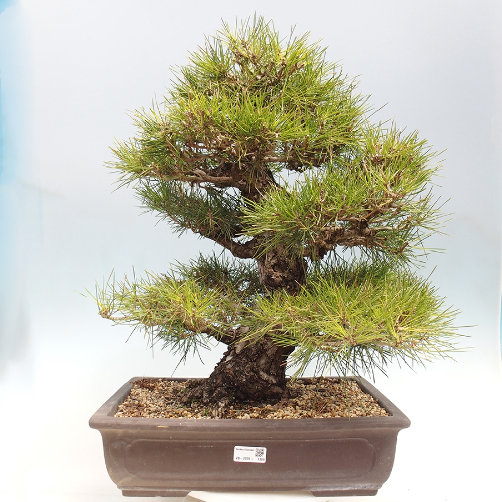 Bonsaï d'extérieur - Pinus thunbergii - Pin de Thunberg
