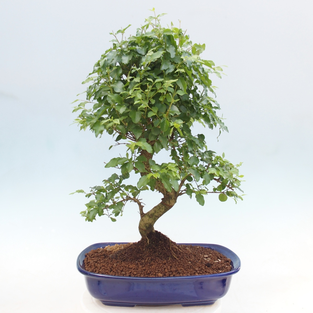 Bonsaï de chambre -Ligustrum chinensis - Bec d'oiseau