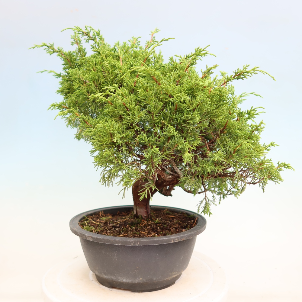 Bonsaï d'extérieur - Juniperus chinensis Itoigawa-Juniperus chinensis