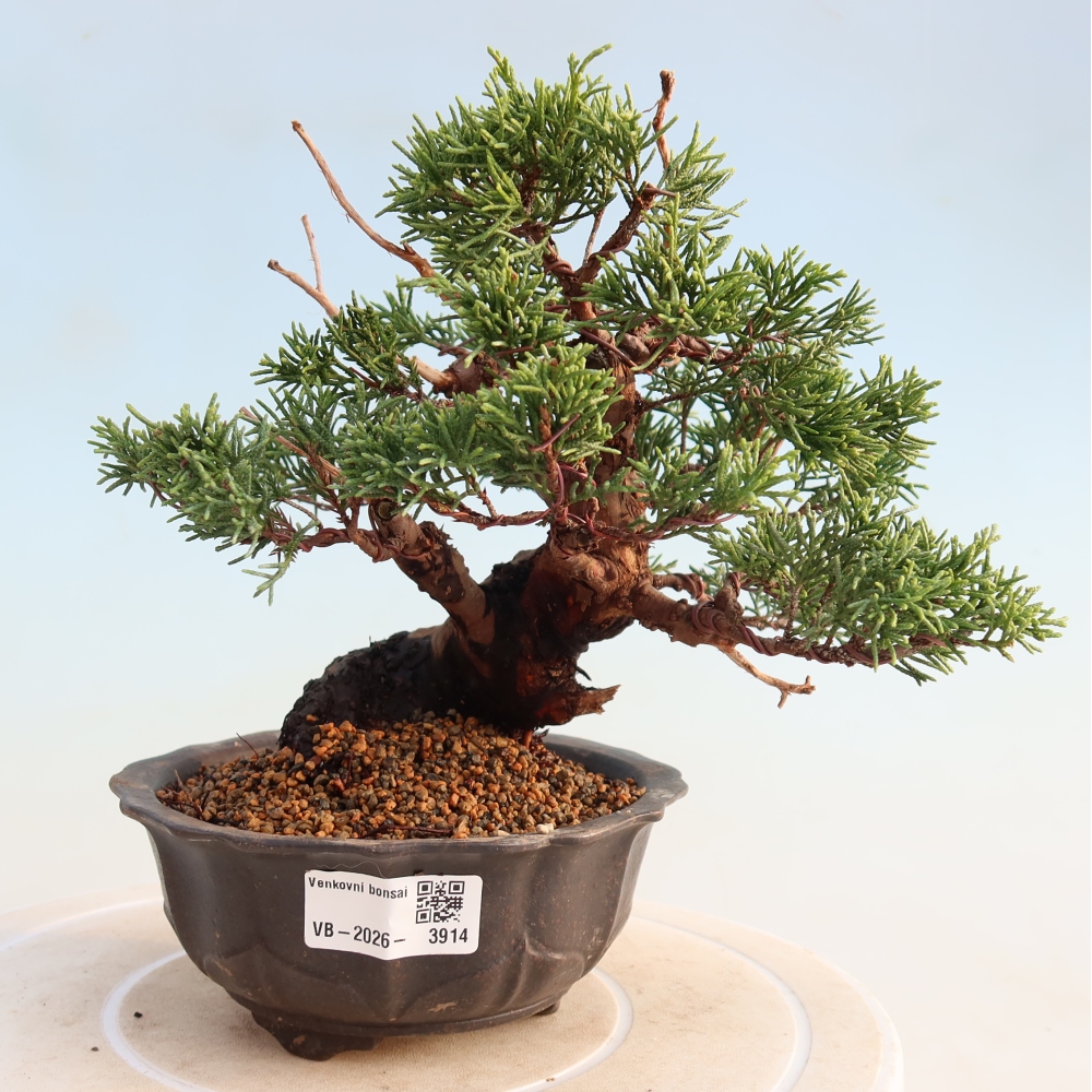 Bonsaï d'extérieur - Juniperus chinensis Itoigawa