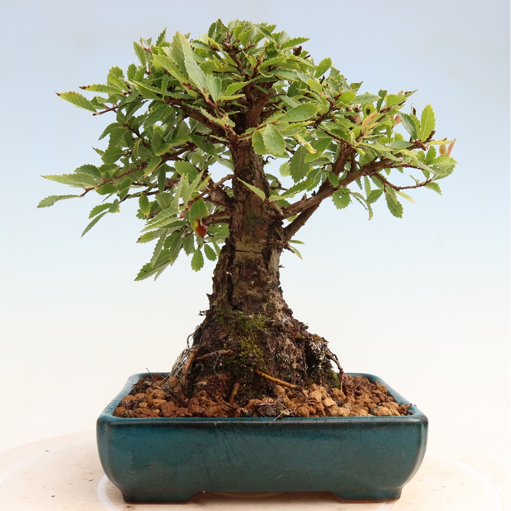 Bonsaï d'extérieur - Zelkova - Zelkova NIRE