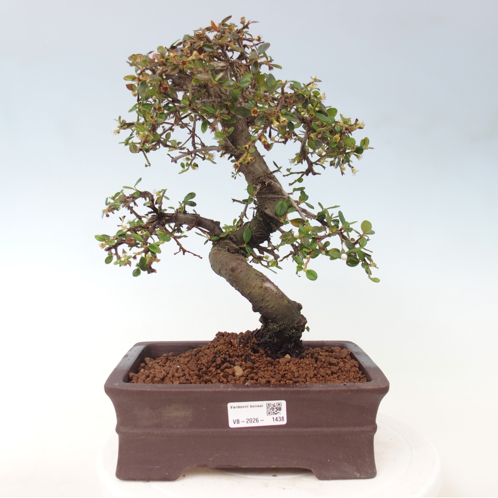 Bonsaï d'extérieur-Cotoneaster dammeri - Damer's Rock