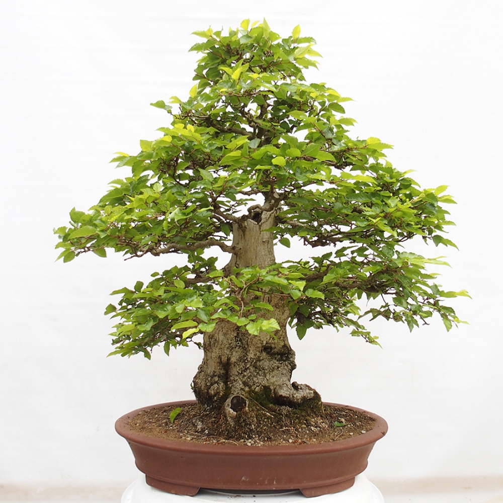Bonsaï d'extérieur -Carpinus CARPINOIDES - Charme de Corée