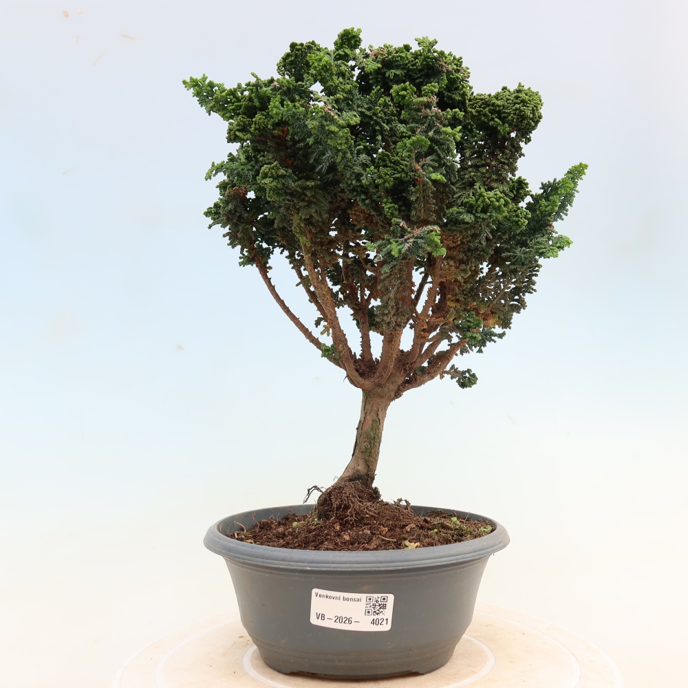 Bonsaï d'extérieur - Cham. obtusa SEKKA HINOKI - Cyprès