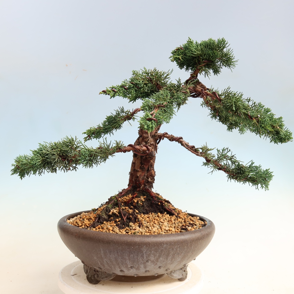 Bonsaï d'extérieur - Juniperus chinensis Kishu