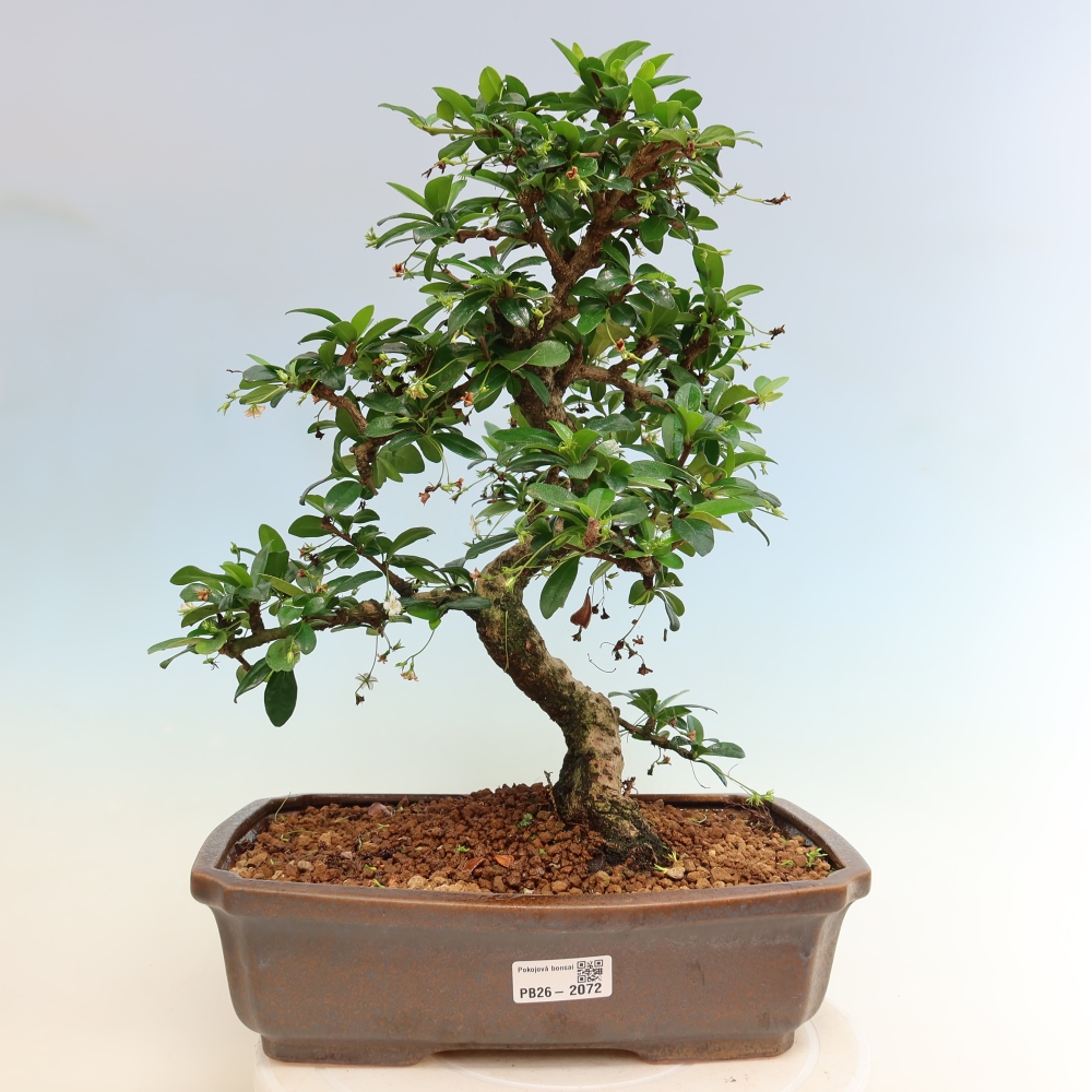 Bonsaï de chambre - Carmona macrophylla - Tea fuki