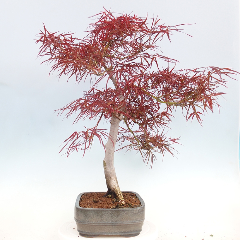 Bonsaï d'extérieur - Acer palmatum RED PYGMY