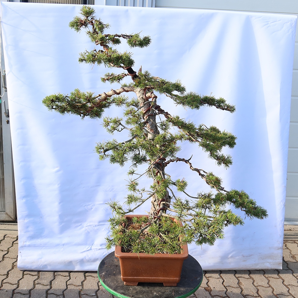 Pinus sylvestris Espagne - pin sylvestre