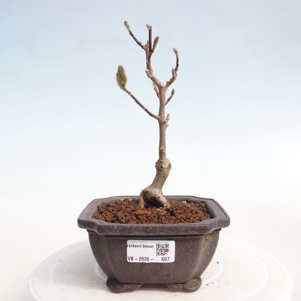 Bonsaï d'extérieur - Magnolia stellata