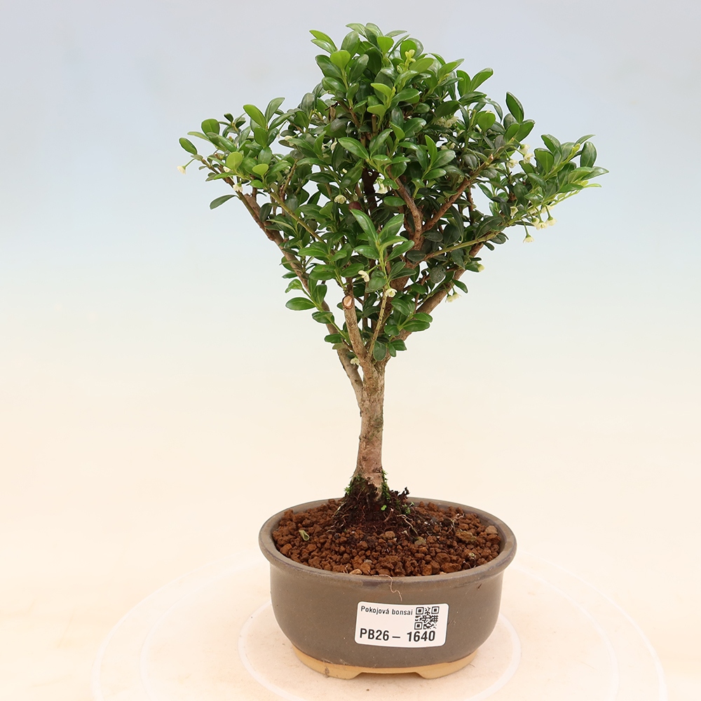 Bonsaï de chambre - Ilex crenata - Houx