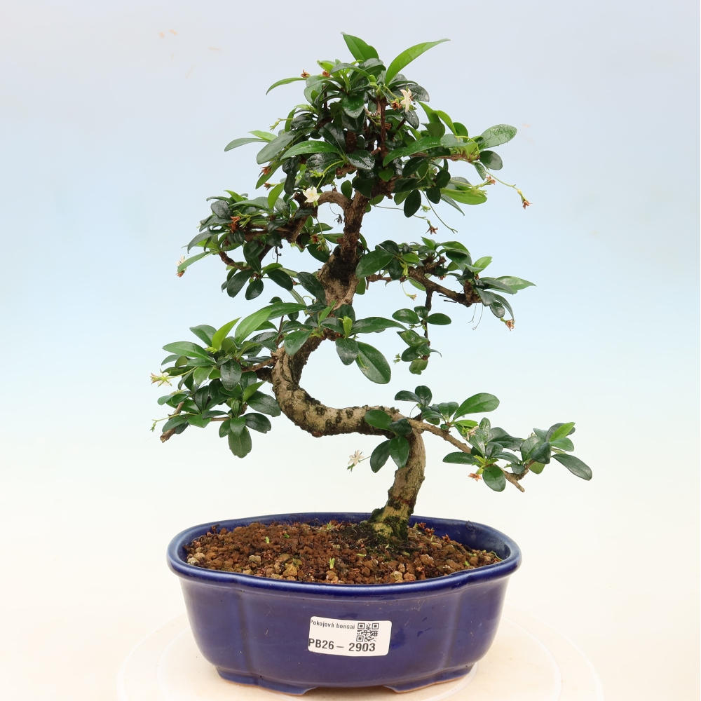 Bonsaï de chambre - Carmona macrophylla - Tea fuki