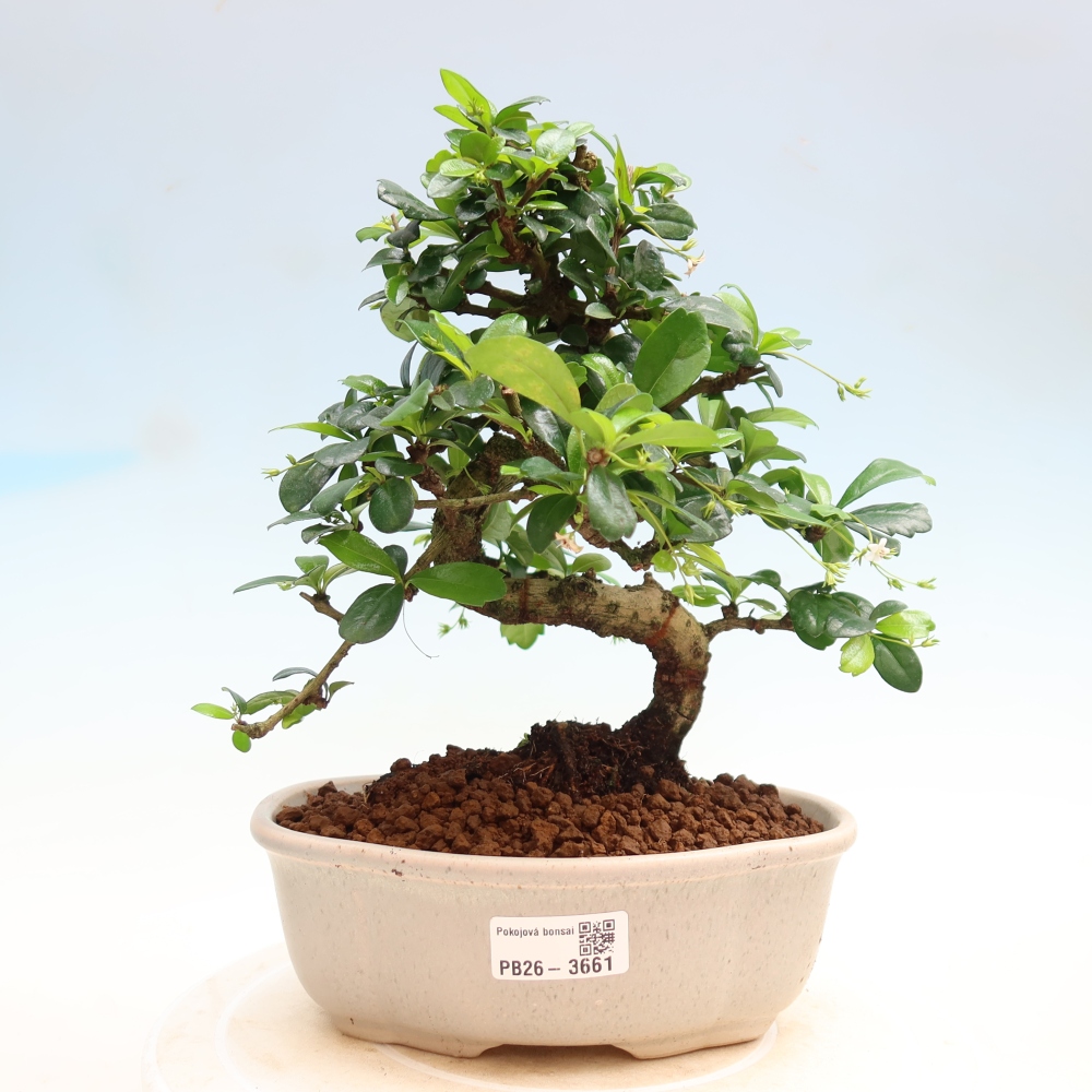 Bonsaï de chambre - Carmona macrophylla - Tea fuki