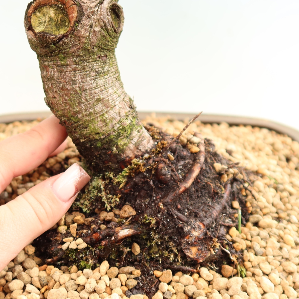 Bonsaï d'extérieur - Pinus mugo Humpy  - Pin nain