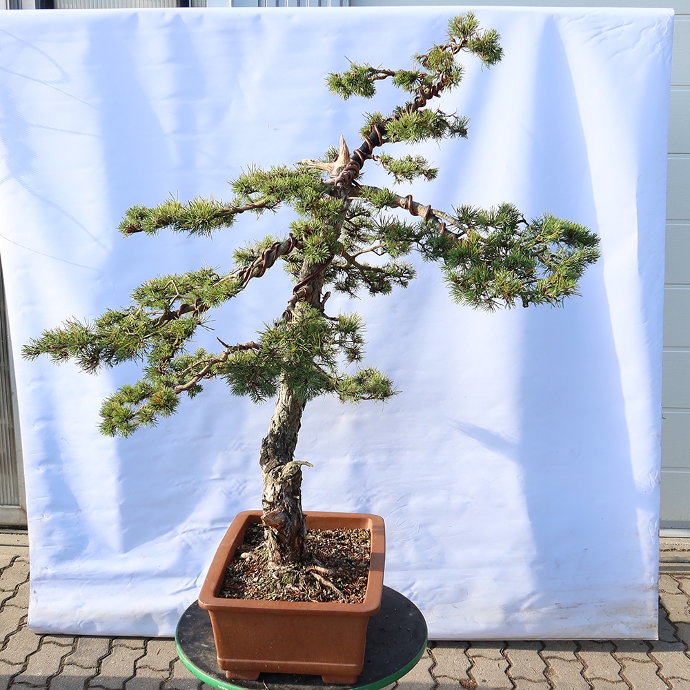 Pinus sylvestris Espagne - pin sylvestre