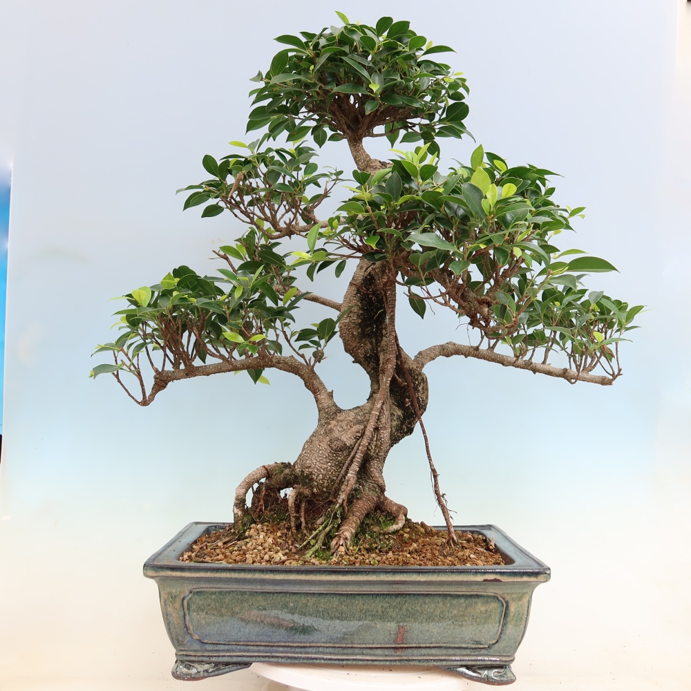 Salle bonsaï - Ficus kimmen - ficus à petites feuilles