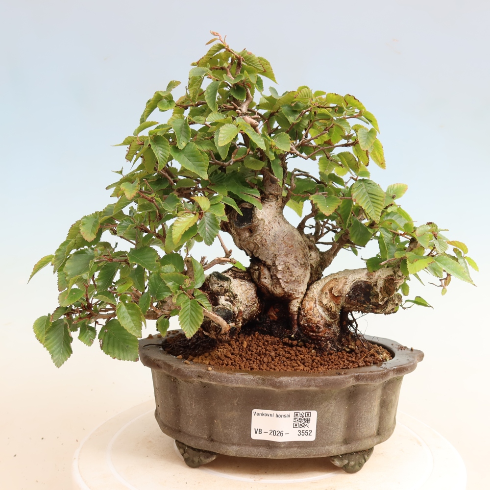 Bonsaï d'extérieur -Carpinus CARPINOIDES - Charme de Corée