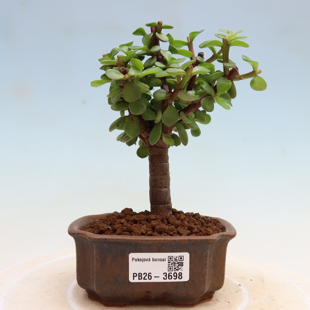 Bonsaï de chambre - Portulakaria Afra - Tlustice