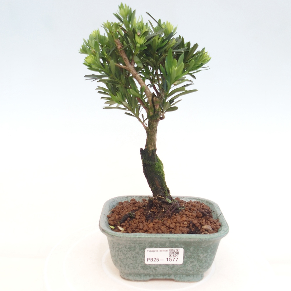 Salle bonsaï - Podocarpus - If en pierre