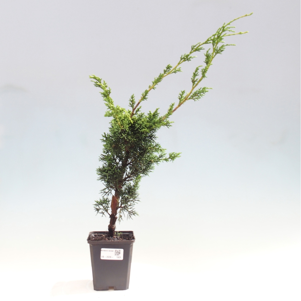 Bonsaï d'extérieur - Juniperus chinensis Kishu