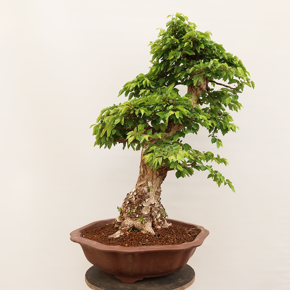 Bonsaï d'extérieur -Carpinus Coreana - Charme de Corée