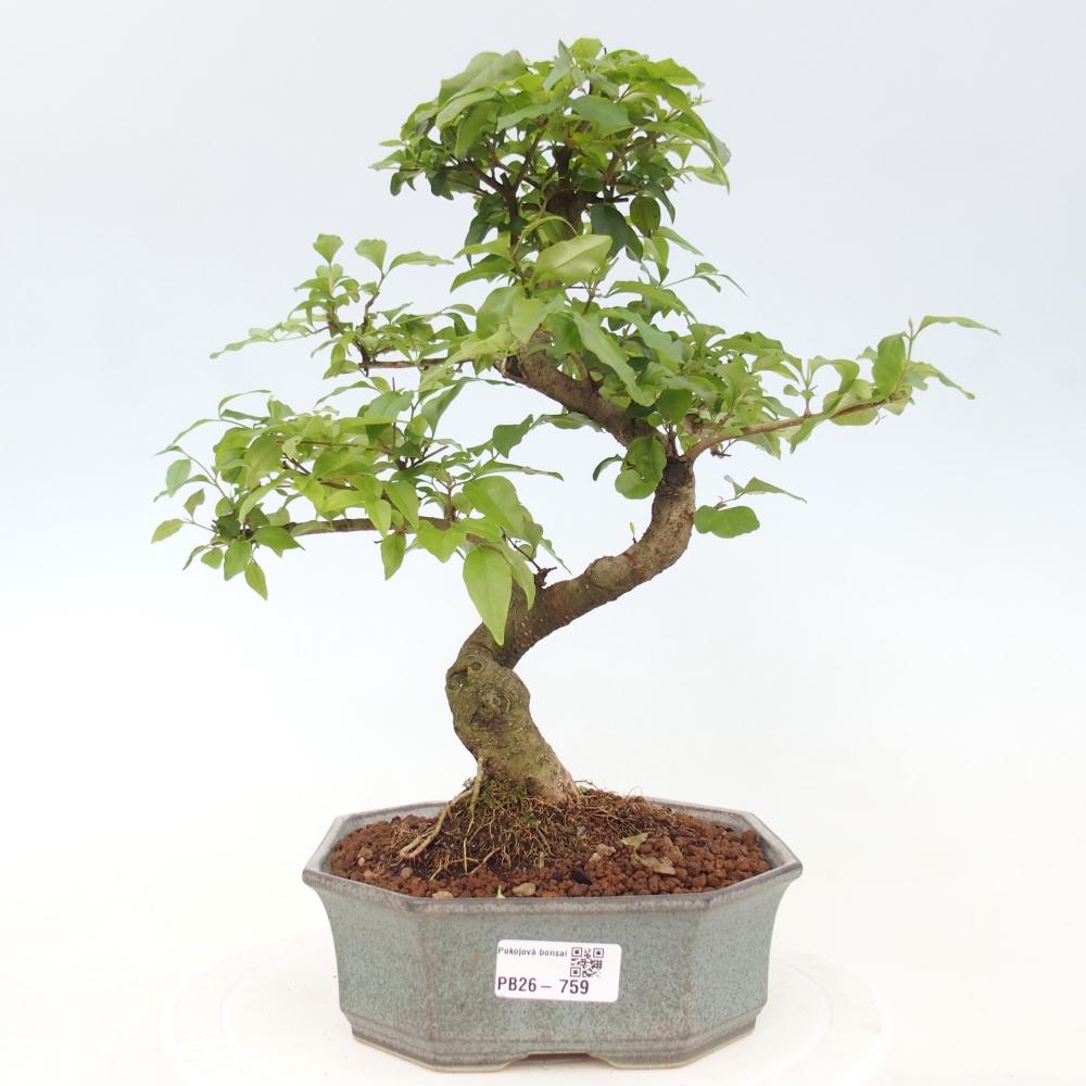 Bonsaï de chambre -Ligustrum chinensis - Bec d'oiseau
