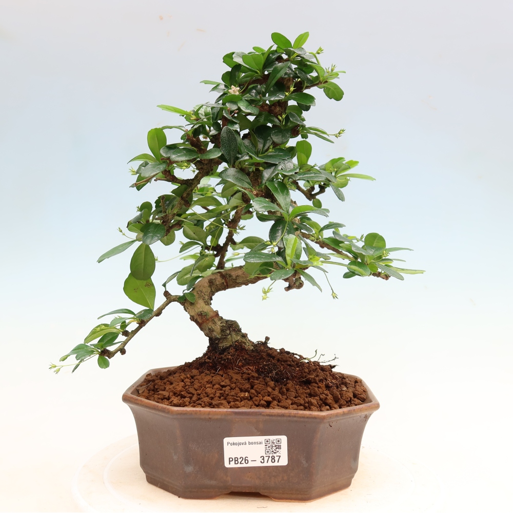 Bonsaï de chambre - Carmona macrophylla - Tea fuki