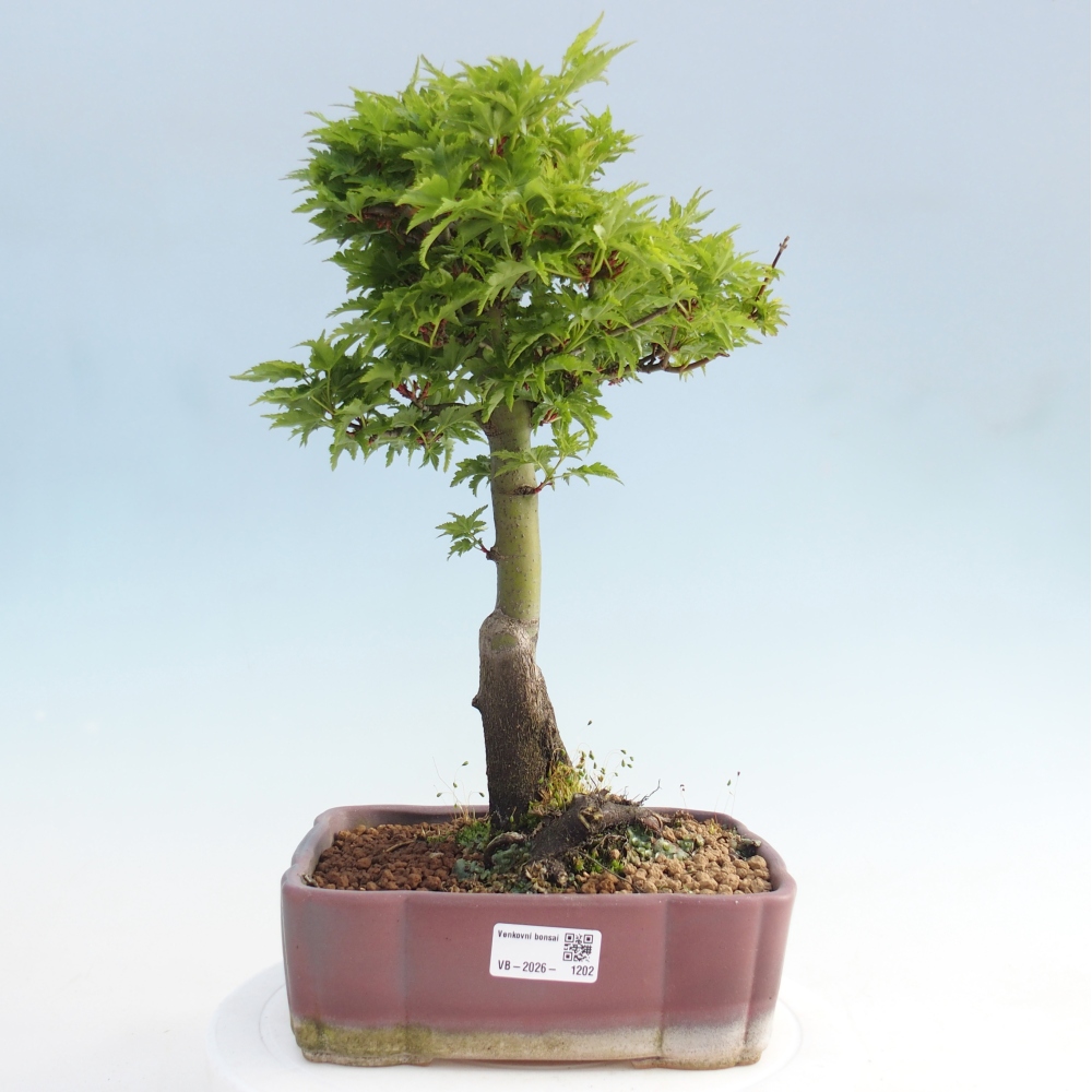 Bonsaï d'extérieur -Javor palm Acer palmatum Shishigashira