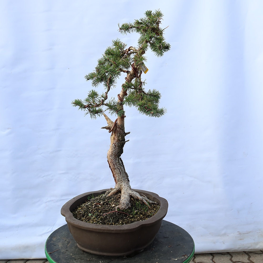 Pinus sylvestris Espagne - pin sylvestre
