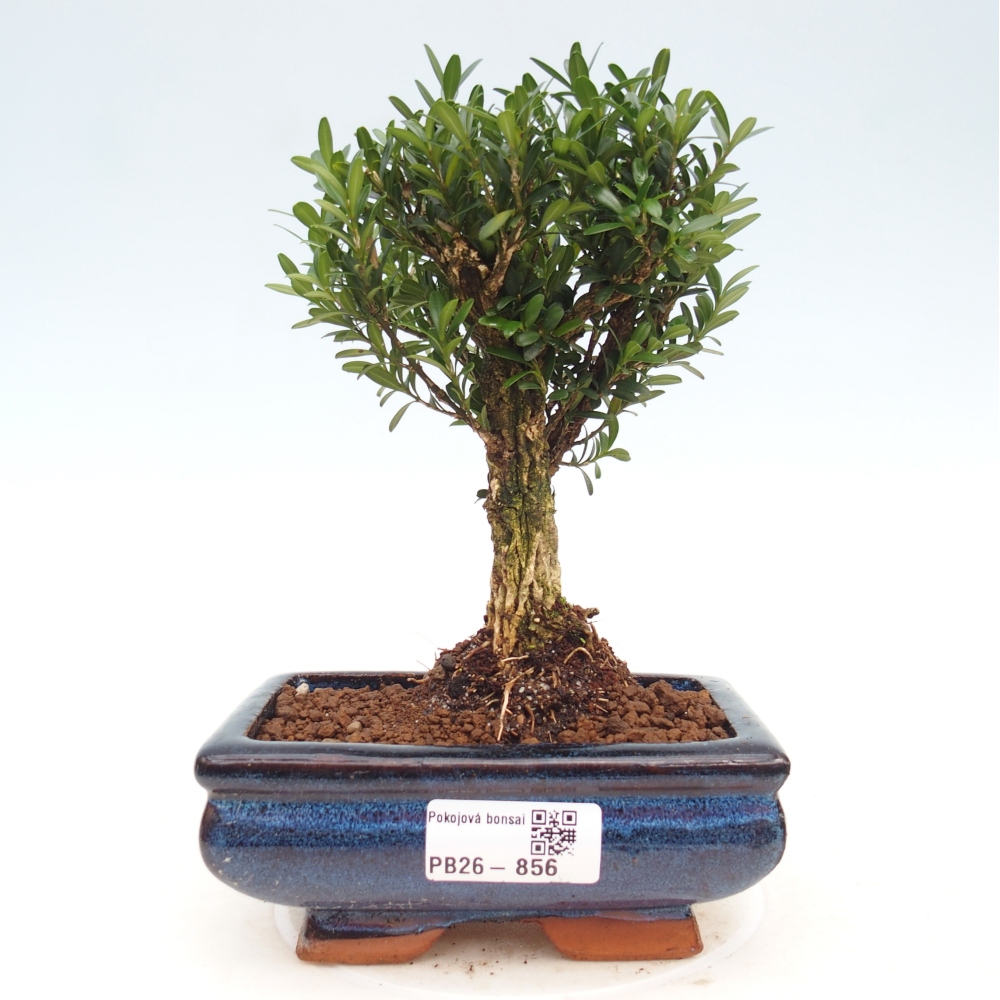 Bonsaï de chambre - Buxus harlandii - buxus liège