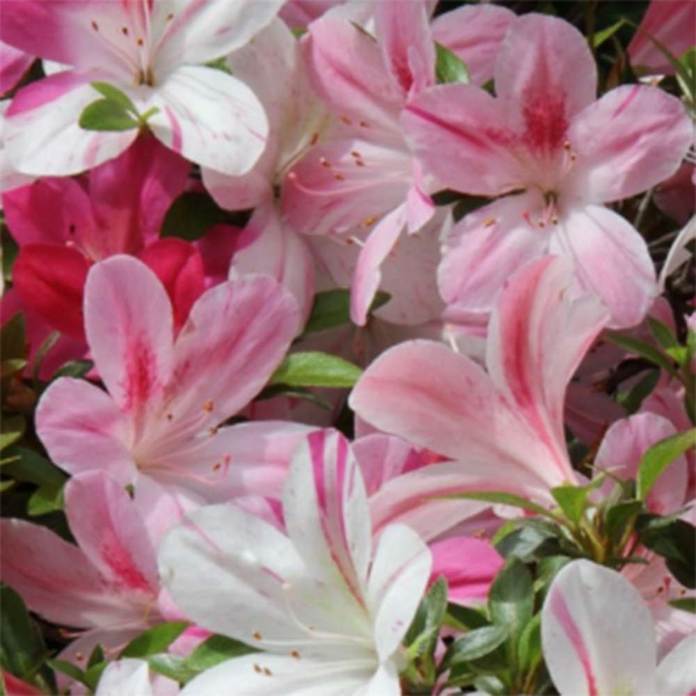 Bonsaï d'extérieur - Azalée japonaise - Azalea Miyabihime