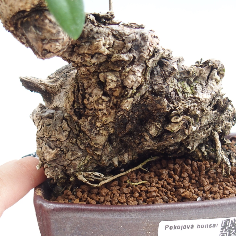 Bonsaï d'intérieur - Olea europaea sylvestris