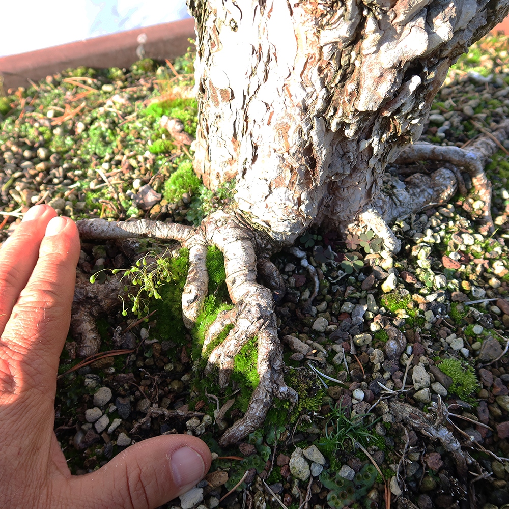 Pinus sylvestris Espagne - pin sylvestre