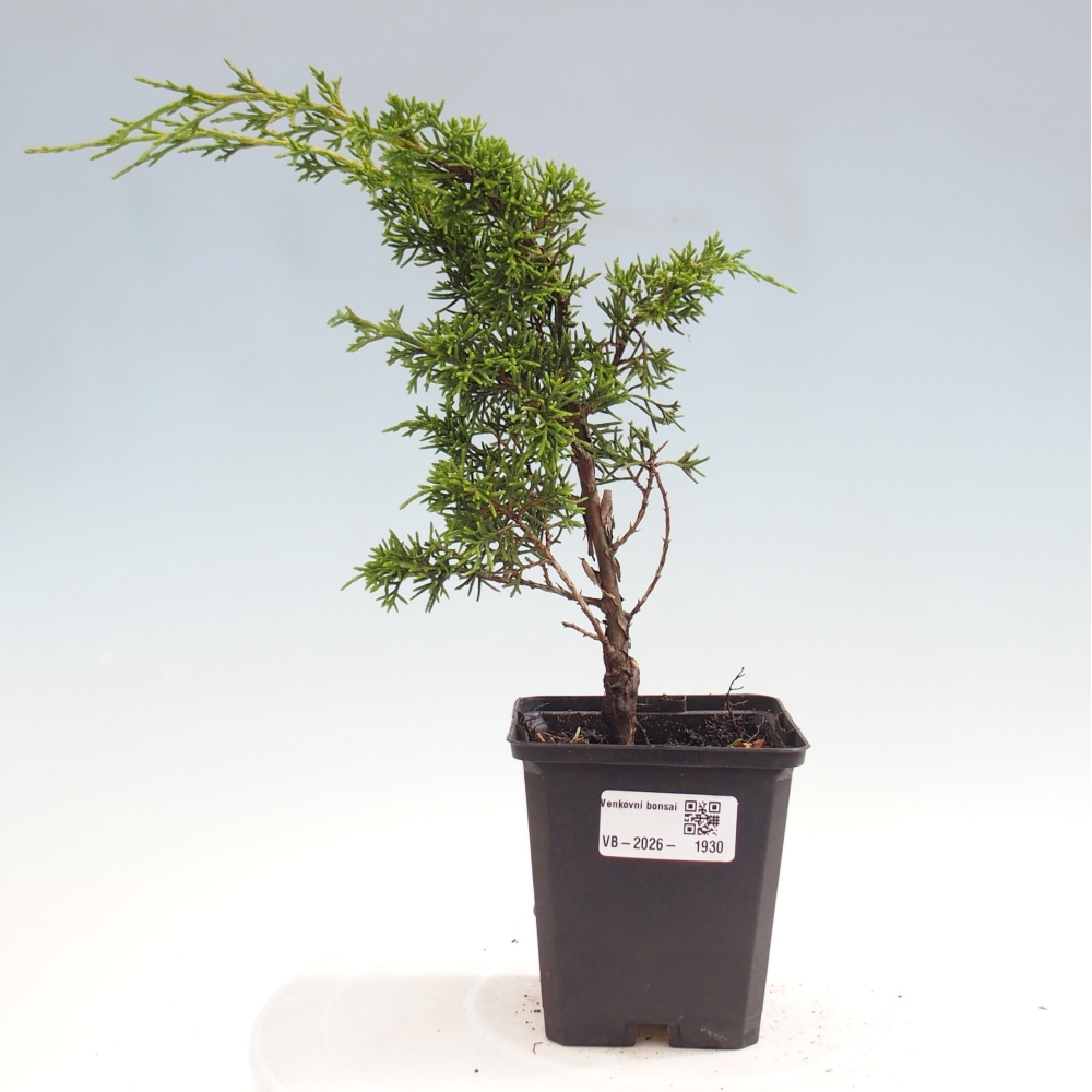 Bonsaï d'extérieur - Juniperus chinensis Itoigawa