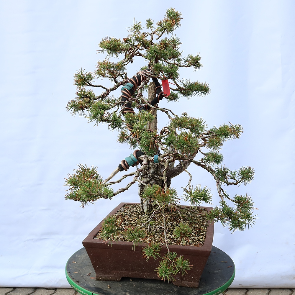 Pinus sylvestris Espagne - pin sylvestre