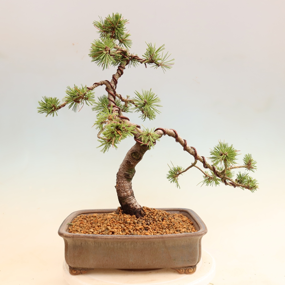 Bonsaï d'extérieur - Pinus mugo Humpy  - Pin nain