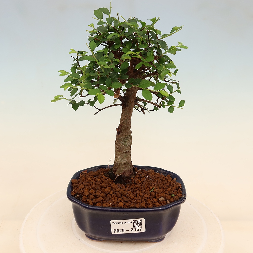 Bonsaï de chambre - Ulmus parvifolia - Orme à petites feuilles