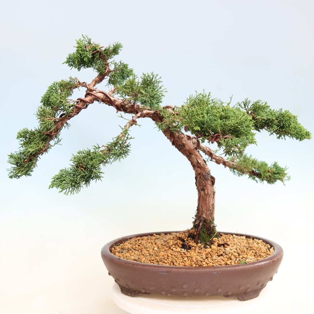 Bonsaï d'extérieur - Juniperus chinensis Kishu